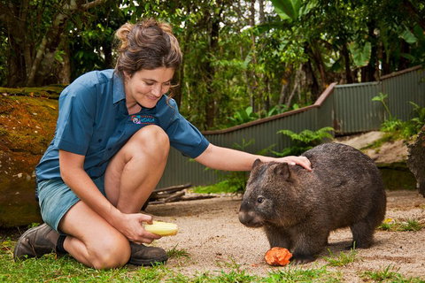 Kuranda Koala Gardens General Entry Ticket - Accommodation Main Beach 4