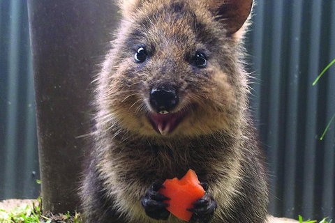 Kuranda Koala Gardens General Entry Ticket - Accommodation Main Beach 5