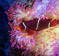 Cairns Aquarium by Twilight with 3-Course Dinner
