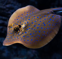 Cairns Aquarium Tour by Twilight with Drink and Appetiser