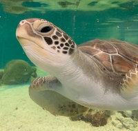 Cairns Aquarium Marine Life Encounter Ticket with 2-Course Lunch