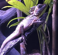 Cairns Aquarium Admission Ticket