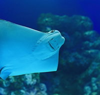 Cairns Aquarium Family Ticket
