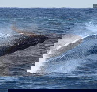 Whale Watching by Sea World Cruises - Accommodation Main Beach