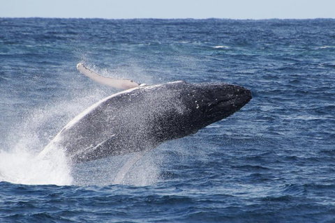 Whale Watching By Sea World Cruises - Accommodation Main Beach 0