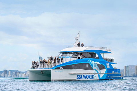 Whale Watching By Sea World Cruises - Accommodation Main Beach 3