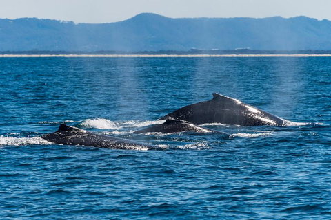 Whale Watching By Sea World Cruises - Accommodation Main Beach 4