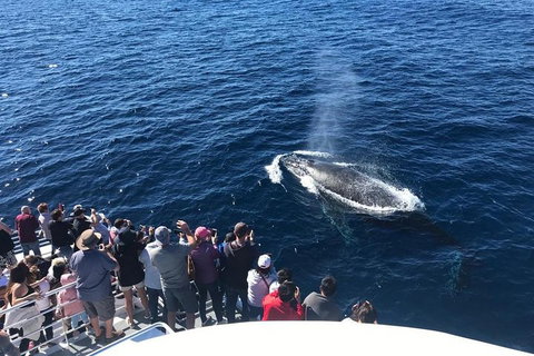 Whale Watching By Sea World Cruises - Accommodation Main Beach 5