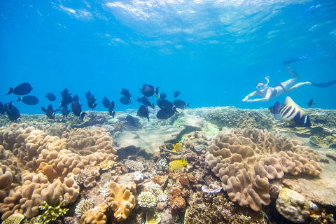 Outer Reef Pontoon Experience From Cairns - Accommodation Main Beach 4
