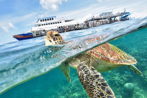 Outer Reef Pontoon Experience From Cairns - Accommodation Main Beach 5