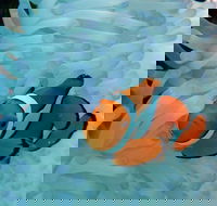 Seastar Luxury Outer Great Barrier Reef Island and Reef Tour from Cairns