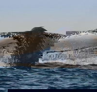 Sydney Whale-Watching Cruise Including Lunch or Breakfast - Accommodation Main Beach