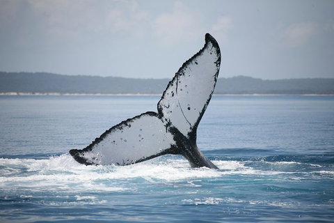 Hervey Bay Whale Watching Cruise - Accommodation Main Beach 0