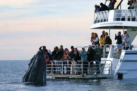 Hervey Bay Whale Watching Cruise - Accommodation Main Beach 1