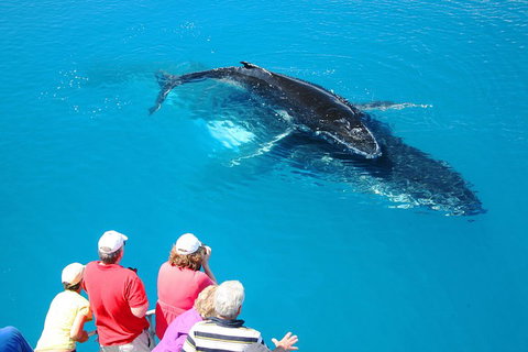 Hervey Bay Whale Watching Cruise - Accommodation Main Beach 2