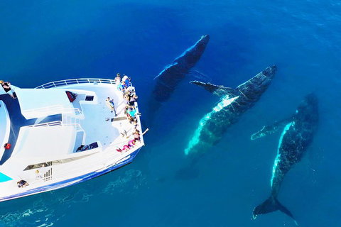Hervey Bay Whale Watching Cruise - Accommodation Main Beach 3