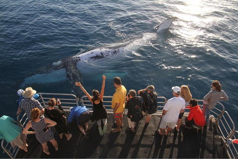Hervey Bay Whale Watching Cruise - Accommodation Main Beach 4