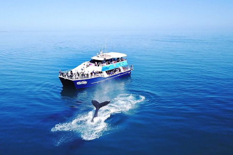 Hervey Bay Whale Watching Cruise - Accommodation Main Beach 5