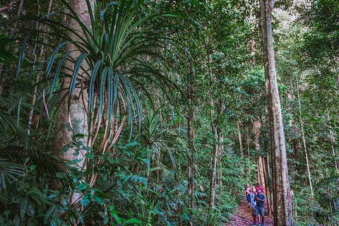 Atherton Tablelands Rain Forest By Night From Cairns - Accommodation Main Beach 0