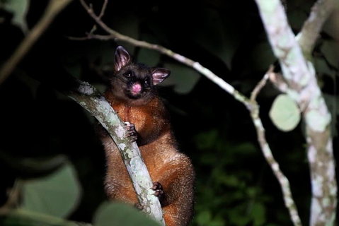 Atherton Tablelands Rain Forest By Night From Cairns - Accommodation Main Beach 4
