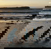 Phillip Island Penguin Parade Day Trip with Koala Conservation Reserve Visit - Accommodation Main Beach