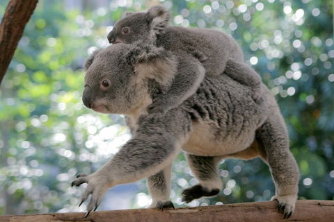 Lone Pine Koala Sanctuary Admission With Brisbane River Cruise - Accommodation Main Beach 0