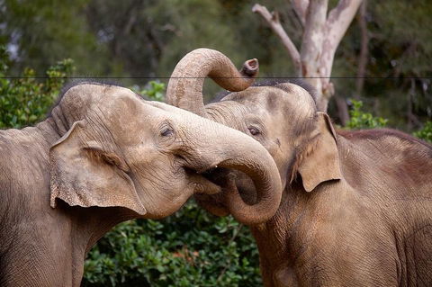 Melbourne Zoo General Entry Ticket - Accommodation Main Beach 0