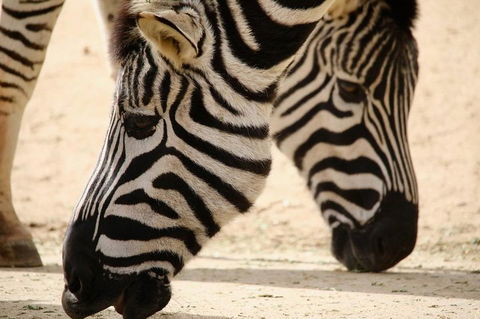 Melbourne Zoo General Entry Ticket - Accommodation Main Beach 1