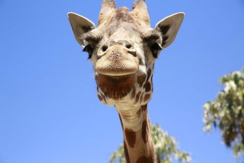 Melbourne Zoo General Entry Ticket - Accommodation Main Beach 2