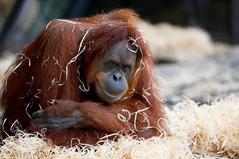 Melbourne Zoo General Entry Ticket - Accommodation Main Beach 3