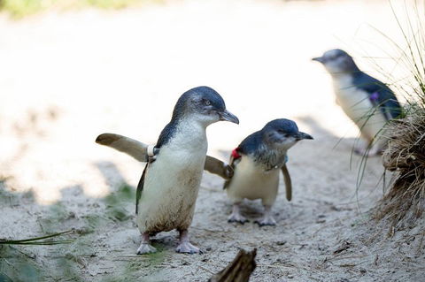 Melbourne Zoo General Entry Ticket - Accommodation Main Beach 5