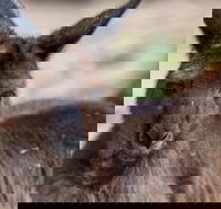 Australian Wildlife Tour at Melbourne Zoo Ticket - Accommodation Main Beach