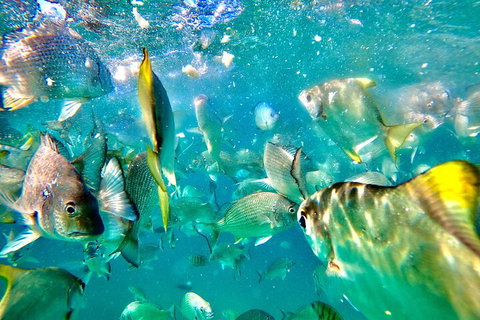 Moreton Island Day Trip (Kayak, Snorkel & Sandboard) Frm Brisbane Or Gold Coast - Accommodation Main Beach 1