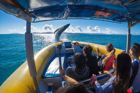 Ocean Rafting Tour To Whitehaven Beach, Hill Inlet Lookout & Top Snorkel Spots - Accommodation Main Beach 4
