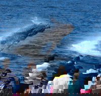 Tangalooma Island Resort Whale Watching Day Cruise - Accommodation Main Beach