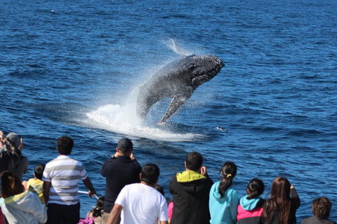 Tangalooma Island Resort Whale Watching Day Cruise - Accommodation Main Beach 0