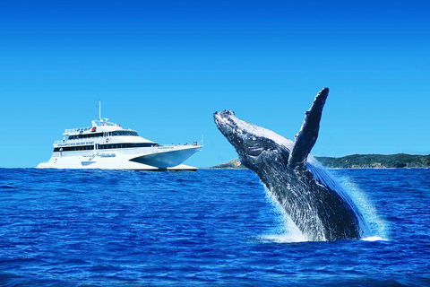 Tangalooma Island Resort Whale Watching Day Cruise - Accommodation Main Beach 1