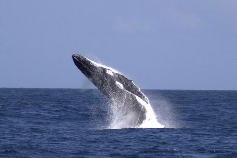 Tangalooma Island Resort Whale Watching Day Cruise - Accommodation Main Beach 4