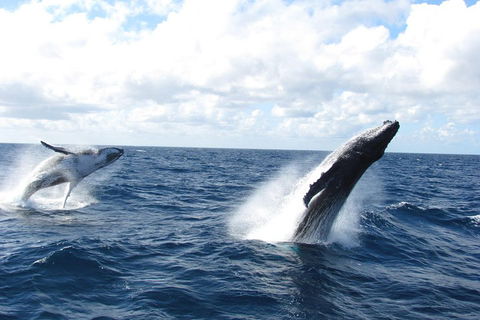 Tangalooma Island Resort Whale Watching Day Cruise With Dolphin Feeding - Accommodation Main Beach 1