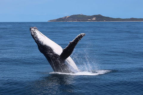 Tangalooma Island Resort Whale Watching Day Cruise With Dolphin Feeding - Accommodation Main Beach 3