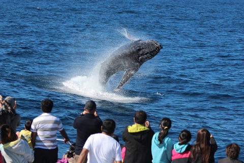 Tangalooma Island Resort Whale Watching Day Cruise With Dolphin Feeding - Accommodation Main Beach 5