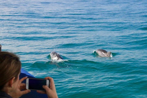 Julian Rocks Byron Bay Cruise - Accommodation Main Beach 1
