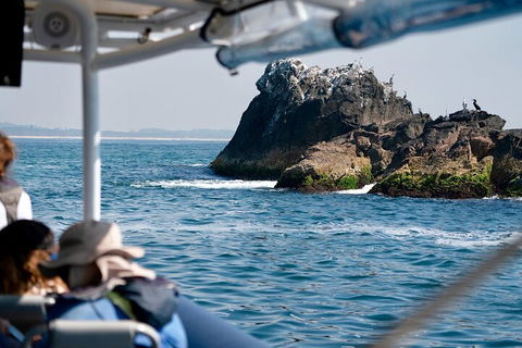Julian Rocks Byron Bay Cruise - Accommodation Main Beach 2