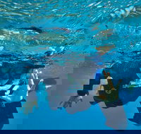 3 Day Whitsundays Sailing and Diving Adventure Kiana - Accommodation Main Beach