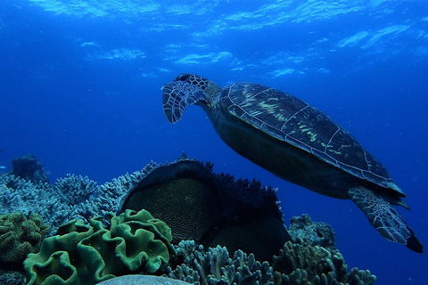 3 Day Whitsundays Sailing And Diving Adventure: Kiana - Accommodation Main Beach 2