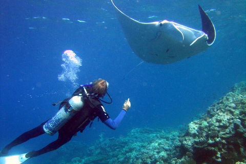 3 Day Whitsundays Sailing And Diving Adventure: Kiana - Accommodation Main Beach 3