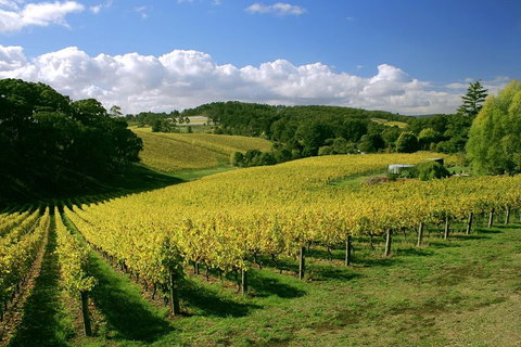 McLaren Vale And Glenelg Wine Tasting And Sightseeing (Half-day Afternoon) - Accommodation Main Beach 4