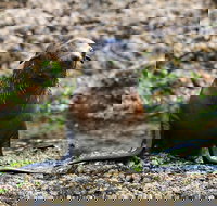 Phillip Island Seal-Watching Cruise - Accommodation Main Beach