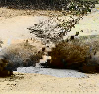 Phillip Island Penguin Parade Brighton Bathing Boxes and Wildlife Park Tour - Accommodation Main Beach