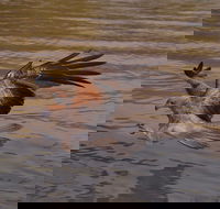 Litchfield and Jumping Crocodiles Full Day Trip from Darwin - Accommodation Main Beach